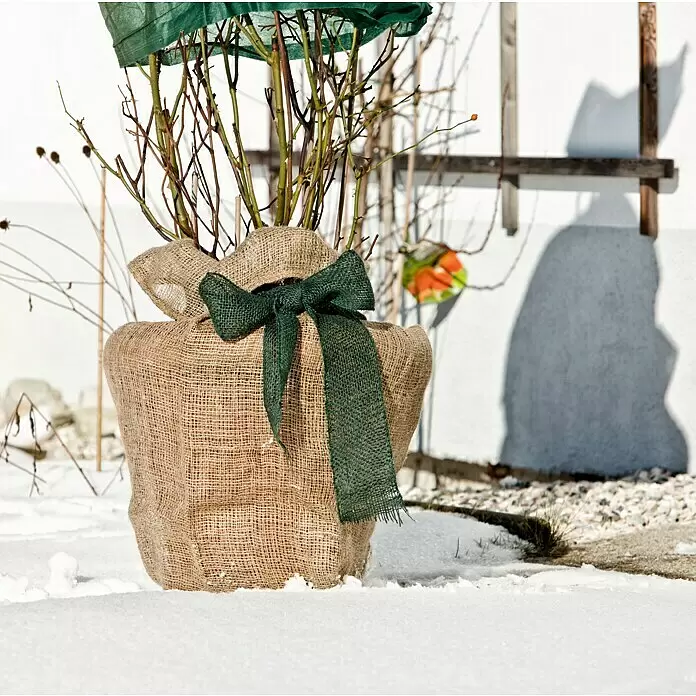 Windhager Jute-Gewebematte - L x B: 25 m x 10 cm, Moosgrün - Kahle Pflanzenäste in einem Jute-Winterschutz mit grüner Schleife, im Schnee stehend.