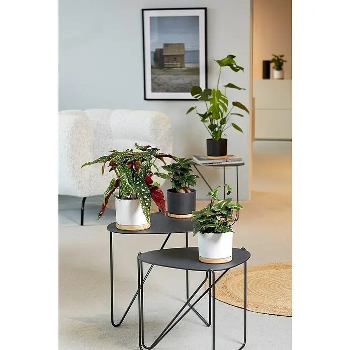 Soendgen Keramik Übertopf rund Oslo - Außenmaß (Ø x H): 19 x 16 cm, Weiß, Keramik - Eine Nahaufnahme von verschiedenen Zimmerpflanzen, die in stilvollen Töpfen auf einem modernen, grauen Beistelltisch arrangiert sind.