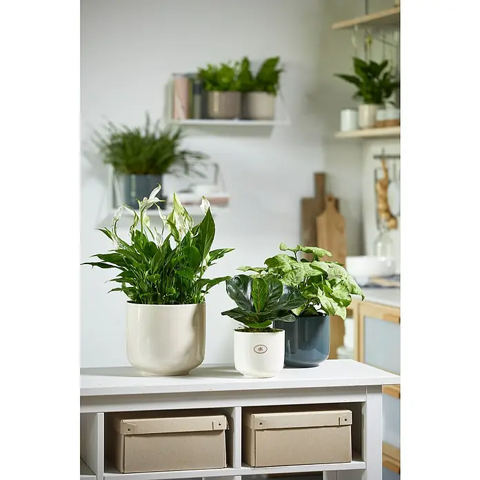 Soendgen Keramik Bari Übertopf rundAußenmaß (Ø x H): 16 x 14 cm, Creme Effekt, Keramik - Pflanzenarrangements mit einer Friedenslilie, einem Geigenbaum und einer Zimmerpflanze in stilvollen Töpfen auf einem weißen Tisch.