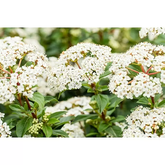 Piardino Gemeiner Schneeball Mittelmeer-Schneeball knospig - Viburnum tinus, Topfgröße: 26 cm - Busch mit Dolden kleiner weißer Blüten und grünen Blättern in Blüte.