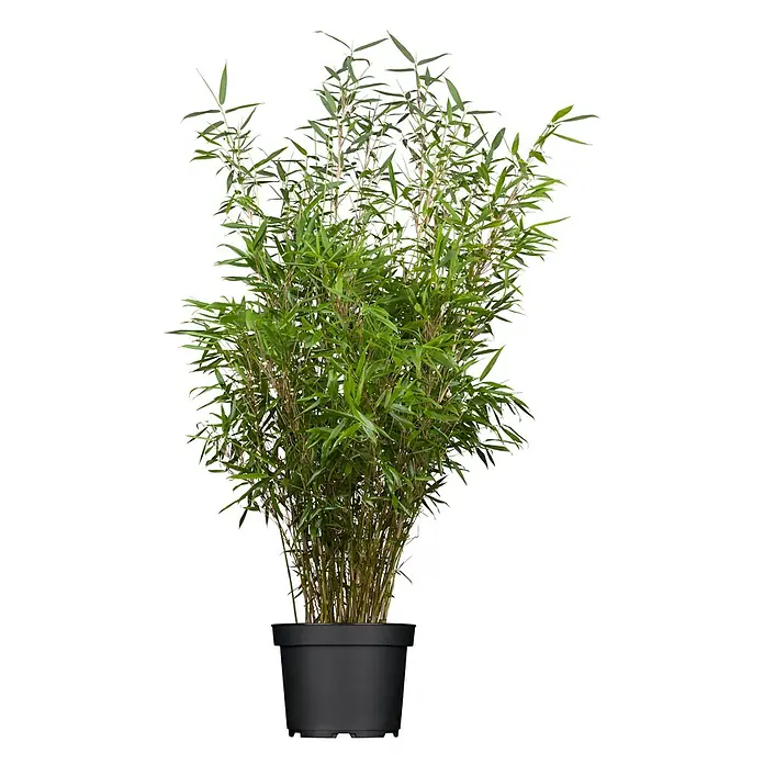 Piardino Bambus - Fargesia rufa, Topfvolumen: 5 l - Die schlanke Bambuspflanze im Topf ist ein elegantes Element, das jedem Raum einen Hauch von Natur verleiht. Perfekt für stilvolle Innenräume.