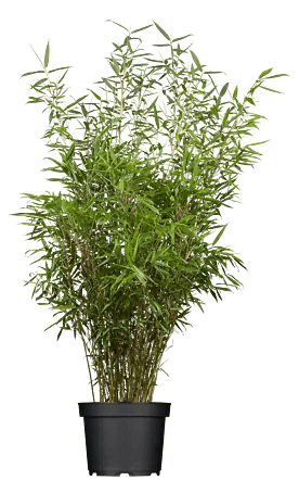cholla cactus wood Cholla Cactus Wood  REmix Design