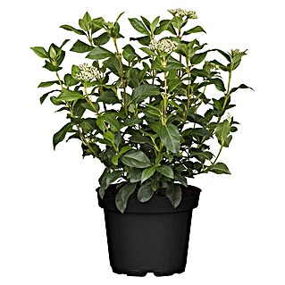 Piardino Gemeiner Schneeball Mittelmeer-Schneeball knospig (Viburnum tinus, Topfgröße: 26 cm)