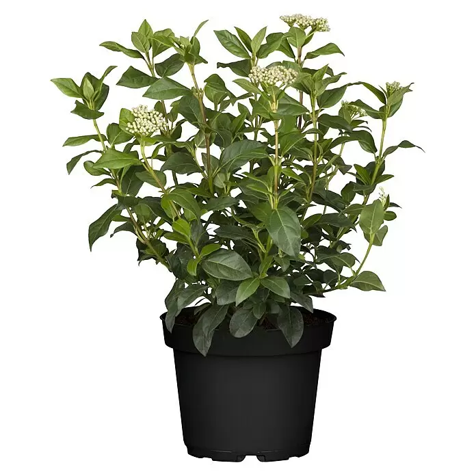 Piardino Gemeiner Schneeball Mittelmeer-Schneeball knospig - Viburnum tinus, Topfgröße: 26 cm - Topfpflanze mit grünen Blättern und weißen Blütenknospen in schwarzem Topf.
