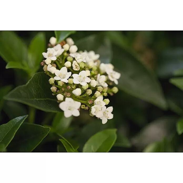 Piardino Gemeiner Schneeball Mittelmeer-Schneeball knospig - Viburnum tinus, Topfgröße: 26 cm - Eine Ansammlung kleiner weißer Blüten mit gelben Zentren und grünen Knospen, umgeben von leuchtend grünen Blättern.