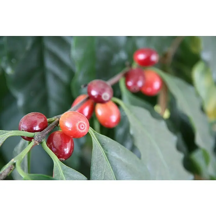 Blu Bio Kaffeestrauch - Coffea arabica - Nahaufnahme von Kaffeekirschen, die an einem Zweig zwischen grünen Blättern wachsen. Vollreife, rote Früchte signalisieren eine bevorstehende Ernte.
