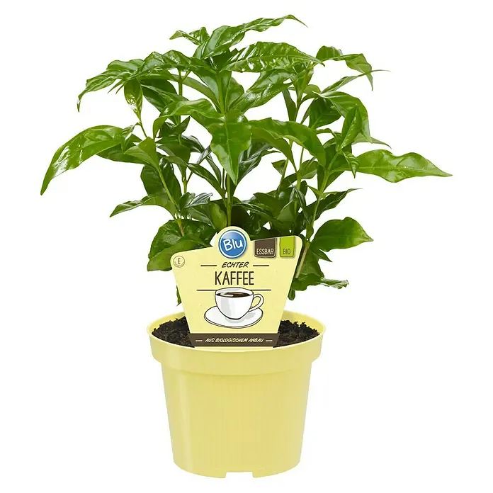Blu Bio Kaffeestrauch - Coffea arabica - Kaffeepflanze in gelbem Topf mit Etikett "Echter Kaffee" aus biologischem Anbau.