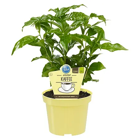 Blu Bio Kaffeestrauch
