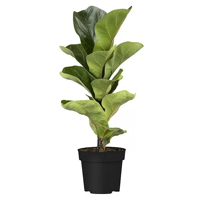 Geigenfeige - Ficus lyrata, Topfgröße: 17 cm - Topf-Geigenfeige mit großen grünen Blättern in einem schwarzen Topf.