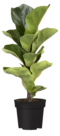 Geigenfeige - Ficus lyrata, Topfgre: 17 cm online kaufen bei BAUHAUS