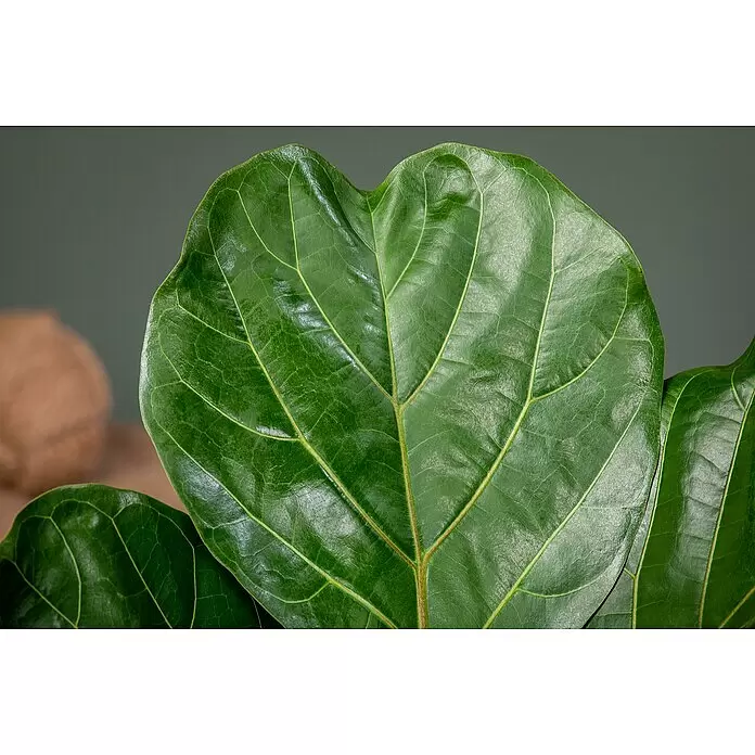 Geigenfeige - Ficus lyrata, Topfgröße: 17 cm - Nahaufnahme eines glänzenden grünen Pflanzenblatts mit ausgeprägten Adern und natürlicher Textur.