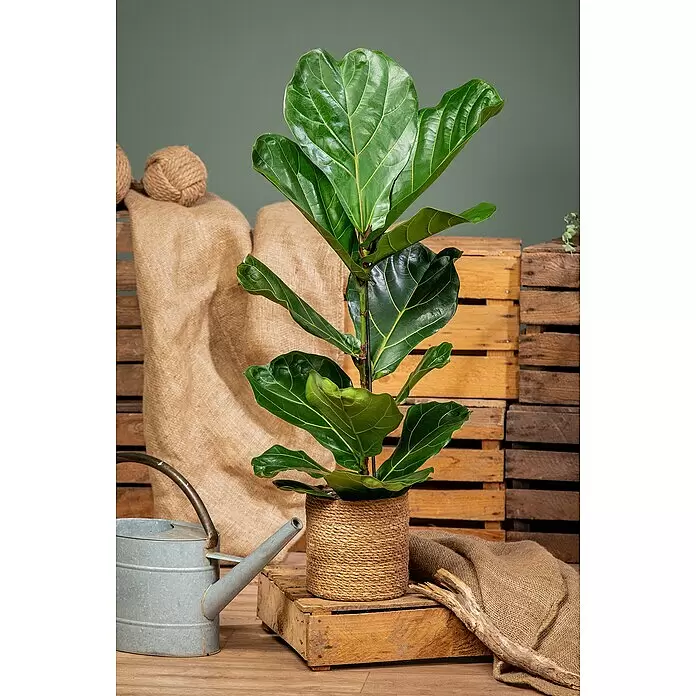 Geigenfeige - Ficus lyrata, Topfgröße: 17 cm - Eine hohe Geigenfeige mit großen, grünen Blättern in einem geflochtenen Topf, umgeben von rustikalem Sackleinen und Holzkisten.