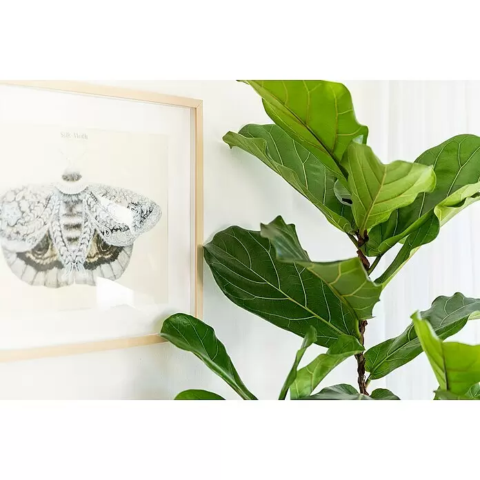Geigenfeige - Ficus lyrata, Topfgröße: 17 cm - Gerahmter Kunstdruck einer Seidenmotte, neben einer großen Grünpflanze.