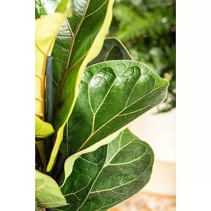 Geigenfeige - Ficus lyrata, Topfgröße: 17 cm - Nahaufnahme von leuchtend grünen Pflanzenblättern mit ausgeprägten Adern und glänzender Textur, teils mit hellgrünen oder gelben Rändern.