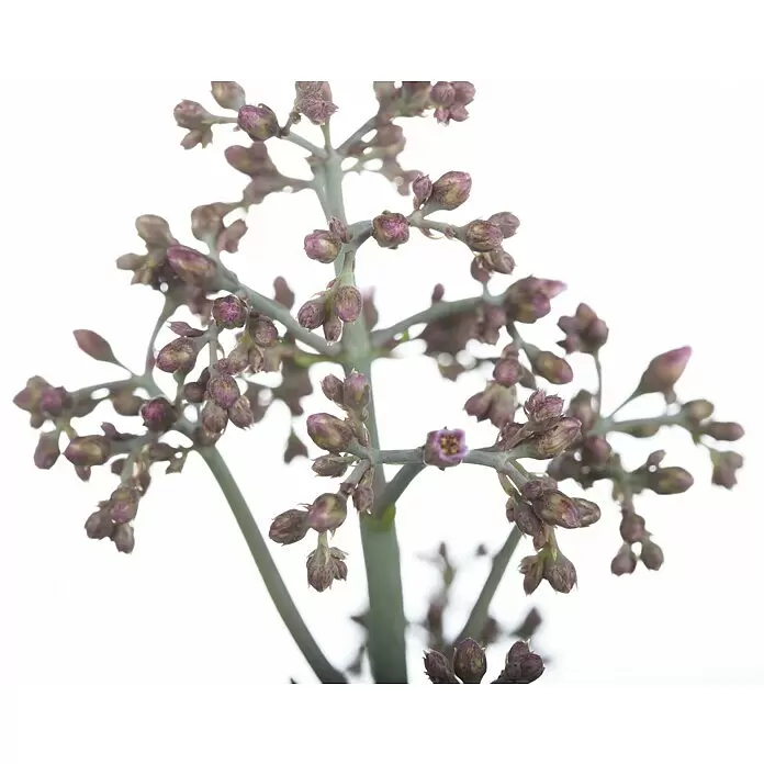 Piardino Flammendes Käthchen Dessert Surprise - Kalanchoe humilis 'Desert Surprise', Topfgröße: 14 cm - Zweig mit zahlreichen lila-grünen, geschlossenen und teilweise geöffneten Blütenknospen.