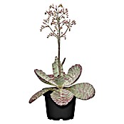 Piardino Flammendes Käthchen Dessert Surprise (Kalanchoe humilis 'Desert Surprise', Topfgröße: 14 cm) | BAUHAUS