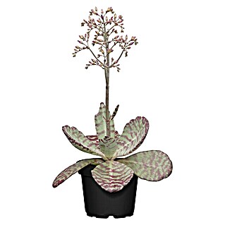 Piardino Flammendes Käthchen Dessert Surprise (Kalanchoe humilis 'Desert Surprise', Topfgröße: 14 cm)