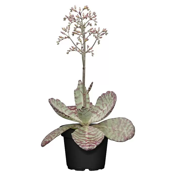 Piardino Flammendes Käthchen Dessert Surprise - Kalanchoe humilis 'Desert Surprise', Topfgröße: 14 cm - Eine panaschierte Sukkulente mit grünen und violetten Blättern in einem schwarzen Topf, mit einem hohen Stiel und kleinen rosa Blütenknospen.