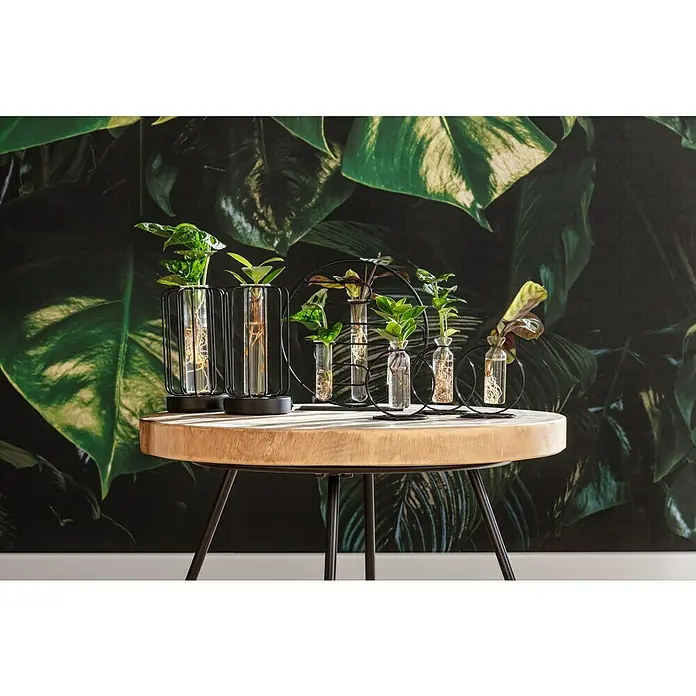 Komar Pure Fototapete Tropical Wall - 3 -tlg., B x H: 400 x 250 cm, Vlies - Zimmerpflanzen-Arrangement in Glasvasen mit schwarzen Metallgestellen auf einem Holztisch vor einer Blättertapete.