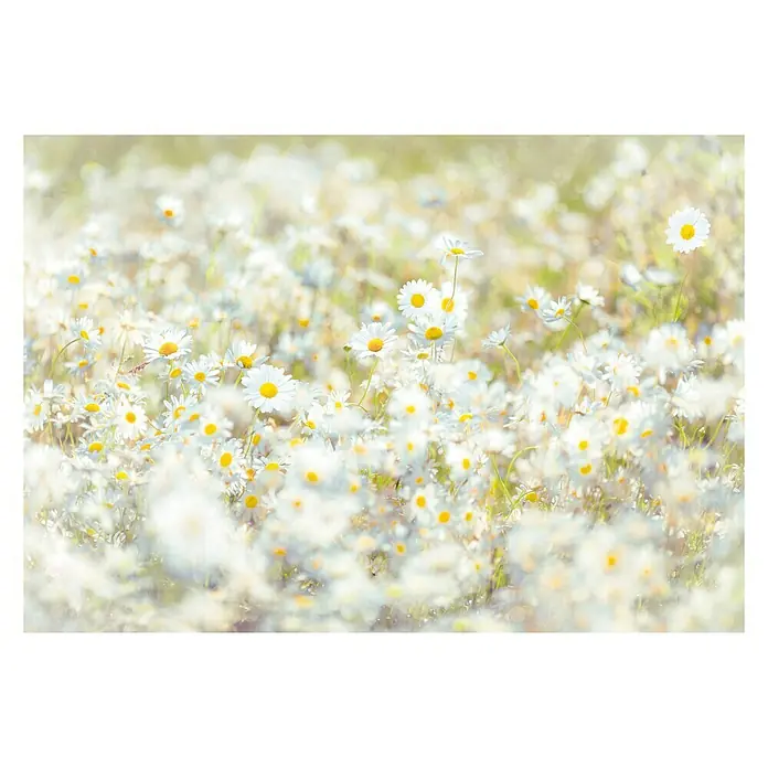 Komar Imagine Edition 3 - Stories Fototapete Daisies