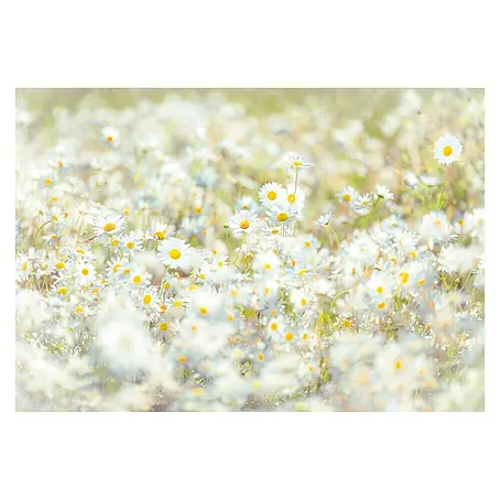 Komar Imagine Edition 3 - Stories Fototapete Daisies