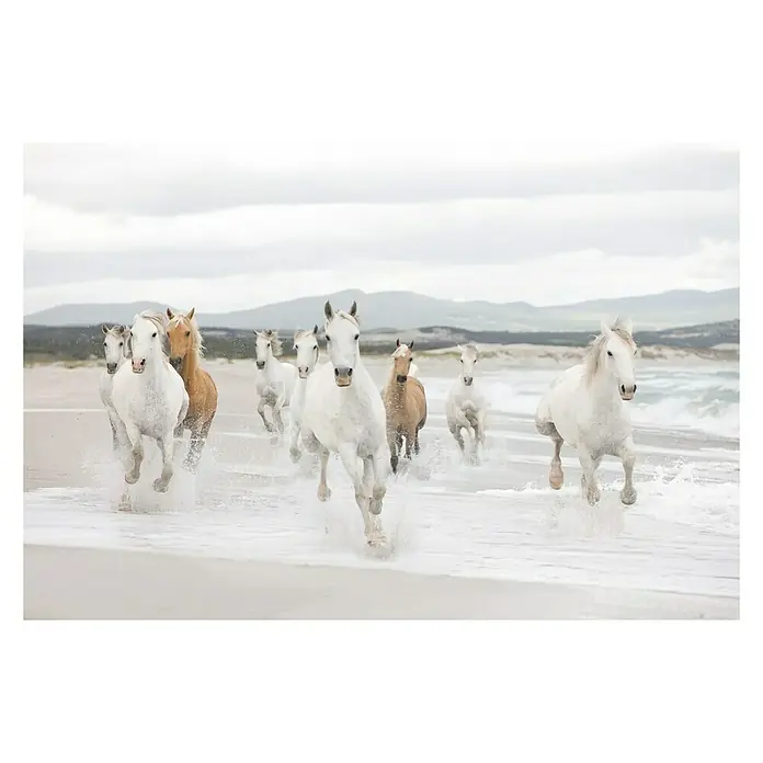 Komar Fototapete White Horse - 8 -tlg., B x H: 368 x 254 cm, Papier - Eine Herde Pferde galoppiert am Strand entlang, mit Gischt und Bewegung im Vordergrund. Die Pferde strahlen Kraft aus.