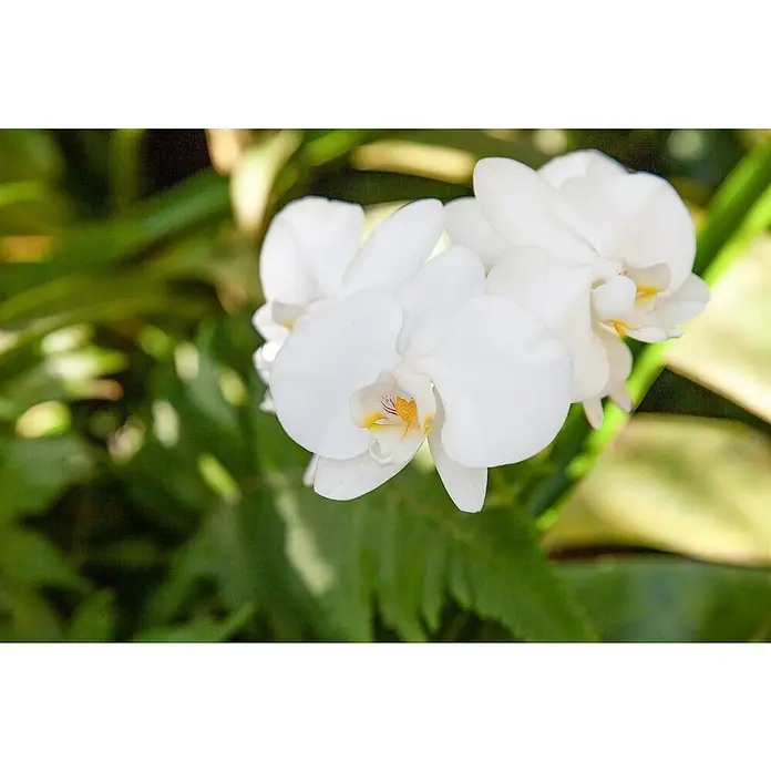 Piardino SchmetterlingsorchideePhalaenopsis Hybride 2 Risper, Topfgröße: 12 cm, Sortenabhängig, Aufrecht - Nahaufnahme einer eleganten weißen Orchidee mit gelben Akzenten vor einem sanften grünen Hintergrund.