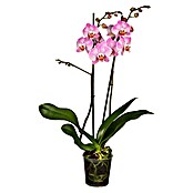 Phalaenopsis Black Jack 2er 12