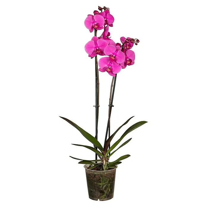 Piardino Schmetterlingsorchidee - Phalaenopsis Hybride 2 Risper, Topfgröße: 12 cm, Sortenabhängig, Aufrecht - Eine Topfpflanze mit leuchtend pinkfarbenen Orchideenblüten, die Eleganz und Farbe in jeden Raum bringt. Die Pflanze ist in einem durchsichtigen Topf.
