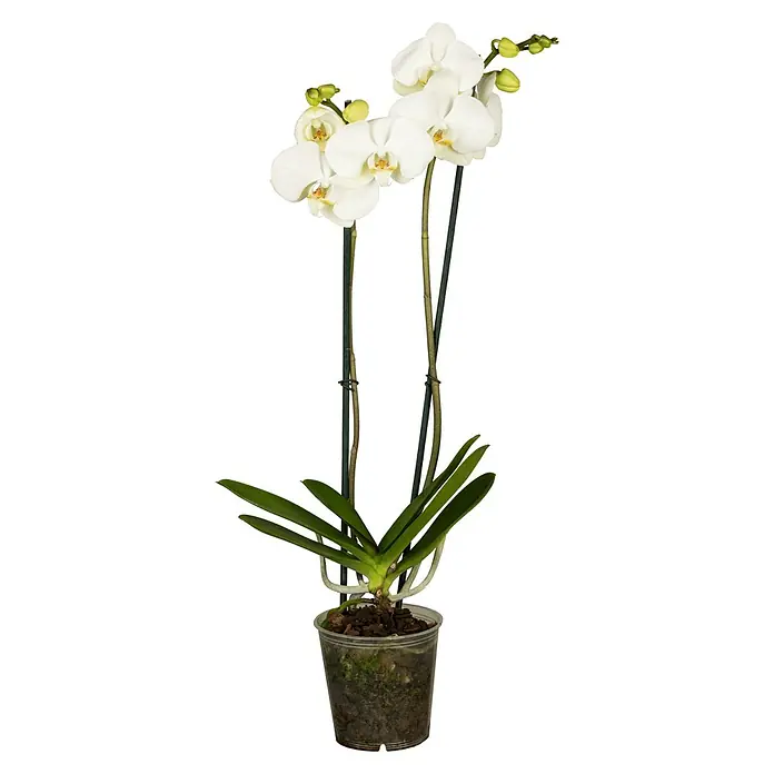 Piardino Schmetterlingsorchidee - Phalaenopsis Hybride 2 Risper, Topfgröße: 12 cm, Sortenabhängig, Aufrecht - Elegante weiße Orchidee im Topf. Die zarten Blüten und grünen Blätter machen diese Pflanze zu einem Blickfang.