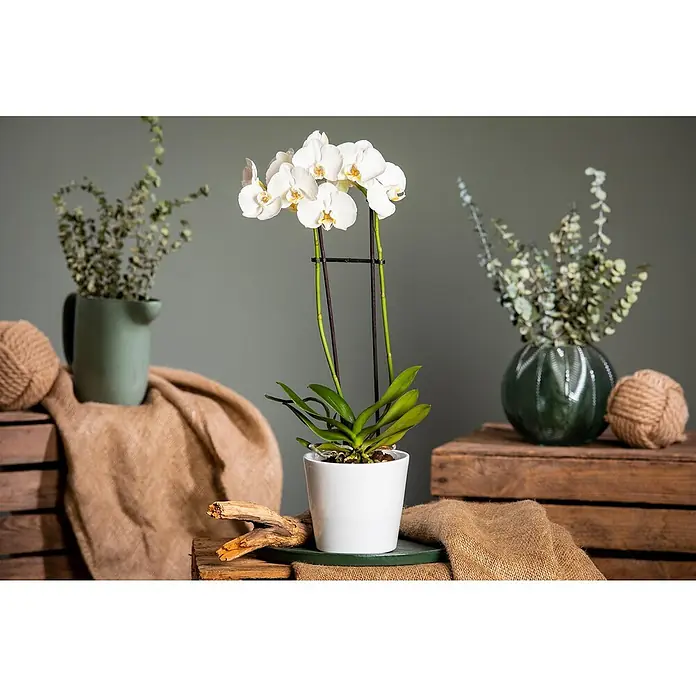 Piardino Schmetterlingsorchidee - Phalaenopsis Hybride 2 Risper, Topfgröße: 12 cm, Sortenabhängig, Aufrecht - Nahaufnahme einer eleganten weißen Orchidee in einem weißen Topf, stilvoll inszeniert mit rustikalen Holzkisten und dekorativen Elementen.