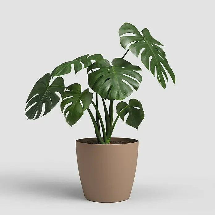 Artevasi San Remo Übertopf rund MattAußenmaß (Ø x H): 16 x 14,5 cm, Kunststoff, Beige - Zimmerpflanze Monstera Deliciosa in einem braunen Topf. Die Pflanze hat große, grüne Blätter mit charakteristischen Einschnitten.