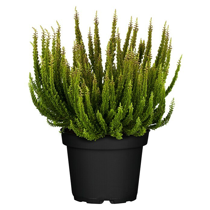 Besenheide (Topfgröße: 10 cm, Gemischt)