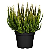 Besenheide (Topfgröße: 10 cm, Gemischt)