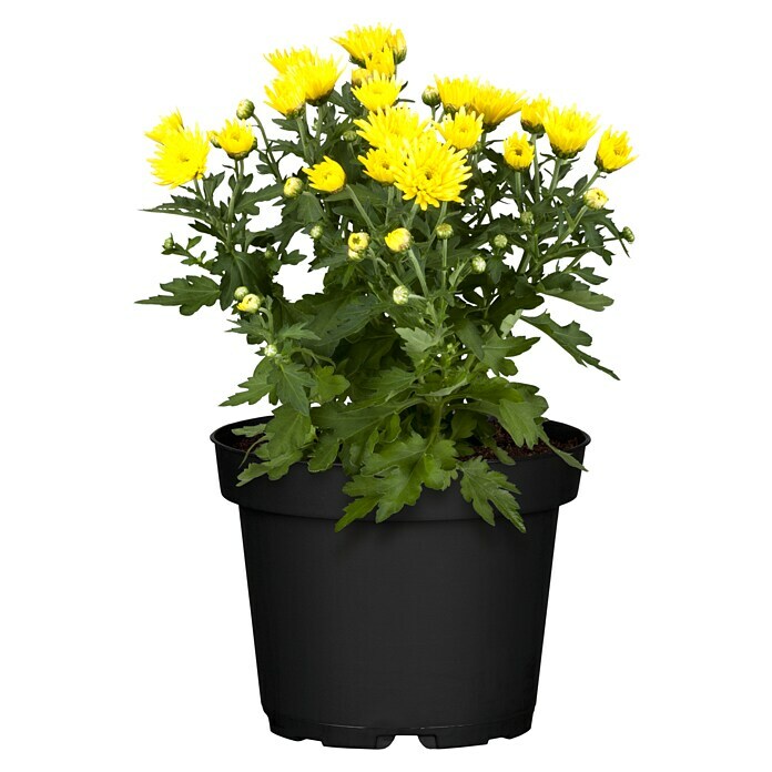 Piardino Herbst-Chrysantheme (Chrysanthemum indicum, Topfgröße: 10 cm, Sortenabhängig) | BAUHAUS