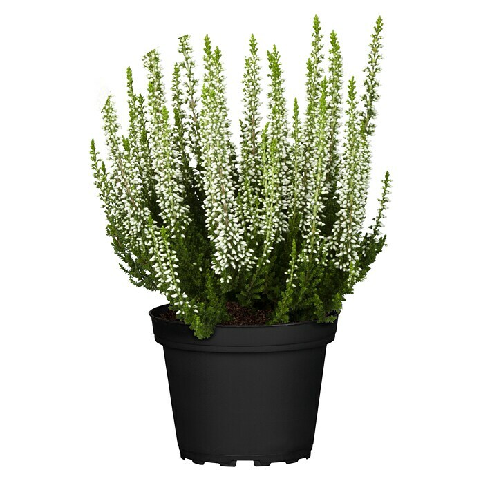 Besenheide (Topfgröße: 10 cm, Gemischt)