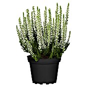 Besenheide (Topfgröße: 10 cm, Gemischt)