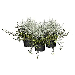 Stauden-Mix im Set (3 Stk., Muehlenbeckia complexa, Calocephalus brownii, Topfgröße: 12 cm)