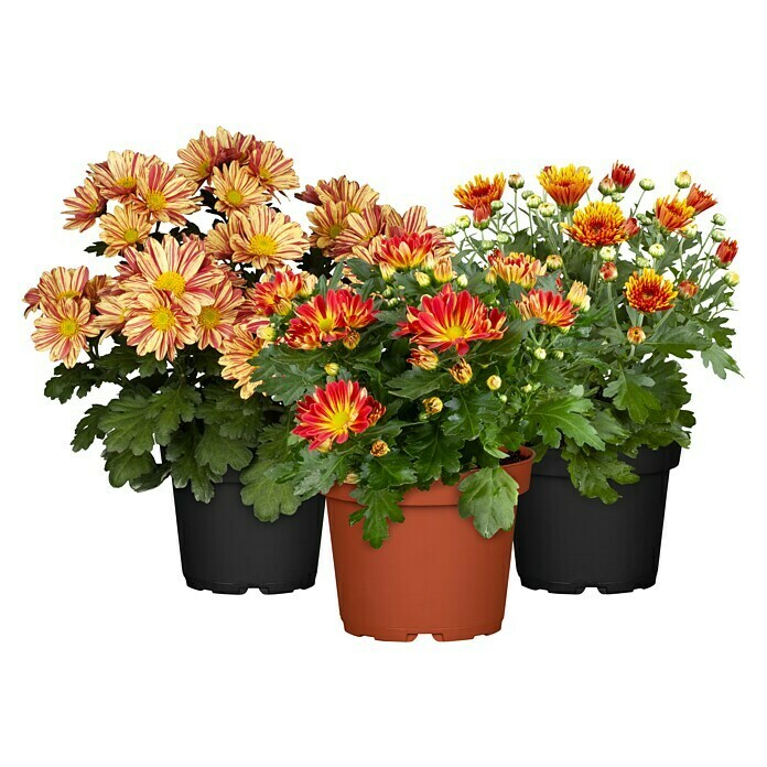 Herbst-Chrysantheme im Set (3 Stk., Chrysanthemum, Topfgröße: 14 cm) | BAUHAUS