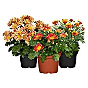 Herbst-Chrysantheme im Set (3 Stk., Chrysanthemum, Topfgröße: 14 cm) | BAUHAUS