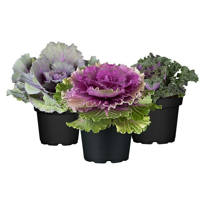 Zierkohl im Set (3 Stk., Brassica, Topfgröße: 12 cm) | BAUHAUS