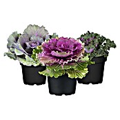 Zierkohl im Set (3 Stk., Brassica, Topfgröße: 12 cm) | BAUHAUS