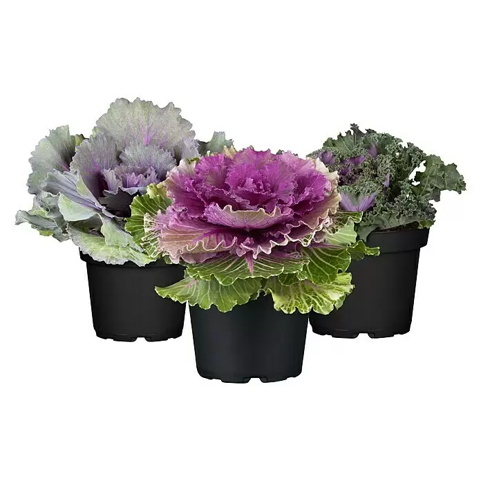 Zierkohl im Set - 3 Stk., Brassica, Topfgröße: 12 cm - Drei farbenfrohe Zierkohle in schwarzen Töpfen, mit grünen, violetten und magentafarbenen Blättern.