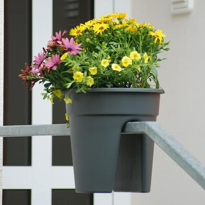KHW Geländertopf Flowerclip - Außenmaß (Ø x H): 27 x 27,5 cm, Kunststoff, Anthrazit - Ein grauer Balkonkasten mit gelben und lila Gänseblümchen hängt an einem silbernen Geländer vor einer Tür.