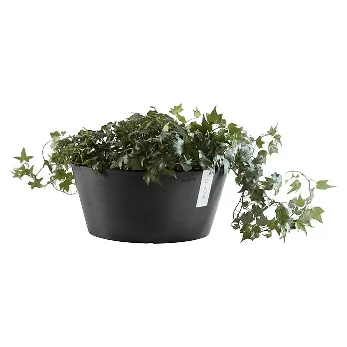 Ecopots Pflanzschale rund Frankfurt - Außenmaß (Ø x H): 50 x 25,7 cm, Kunststoff, Dunkelgrau - Grüne Efeupflanze in einem dunklen, strukturierten Topf mit ECOPOTS-Branding.
