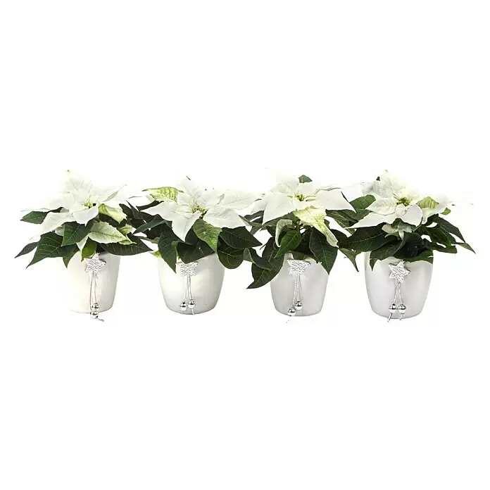 Piardino Weihnachtsstern - Euphorbia pulcherrima, Topfgröße: 6 cm, Rosa/Rot/Weiß - Vier weiße Weihnachtssternpflanzen in weißen Töpfen, jeweils mit einer silbernen Sterndekoration und Perlen.