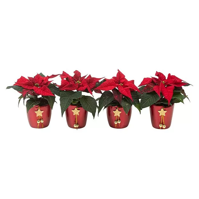 Piardino Weihnachtsstern - Euphorbia pulcherrima, Topfgröße: 6 cm, Rosa/Rot/Weiß - Vier rote Weihnachtsterne mit grünen Blättern, jeweils in einem roten Keramiktopf mit goldenem Stern und Perlen verziert.