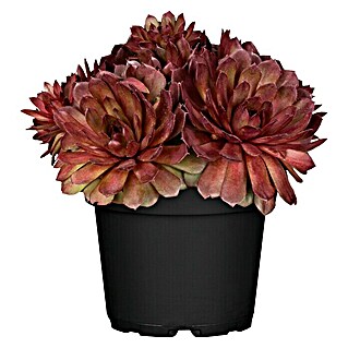 Piardino Hauswurz (Sempervivum in Sorten, Topfgröße: 9 cm, Grün/Braun/Rot)