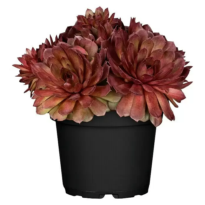 Piardino Hauswurz - Sempervivum in Sorten, Topfgröße: 9 cm, Grün/Braun/Rot - Vorderansicht