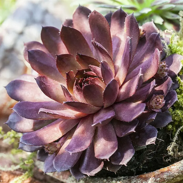 Piardino Hauswurz - Sempervivum, Topfgröße: 14 cm, Rot - Nahaufnahme einer purpurroten Hauswurz-Pflanze mit dicken, fleischigen Blättern, die rosettenartig angeordnet sind.